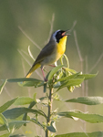 Common Yellowthroat 7667
